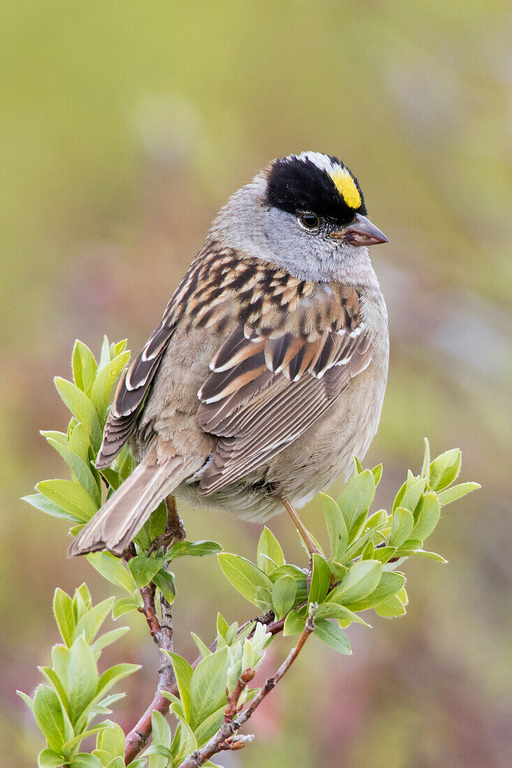 Golden-crowned sparrow