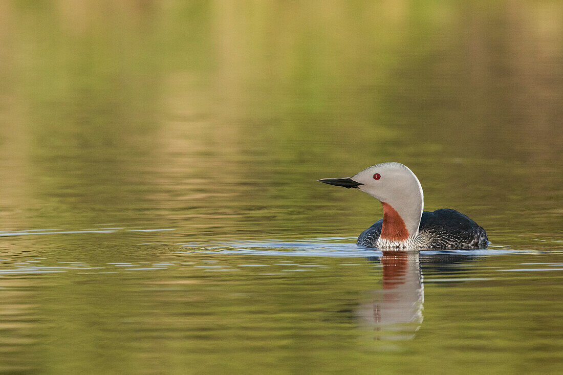 Rotkehlreiher