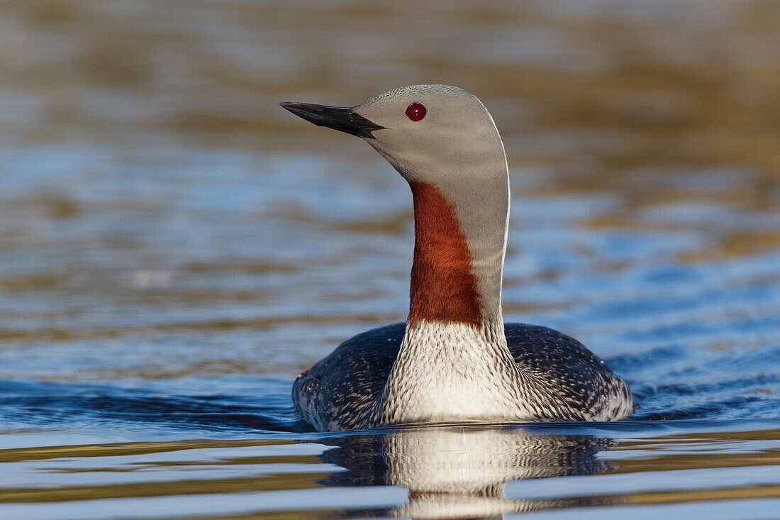 Red-throated Loon