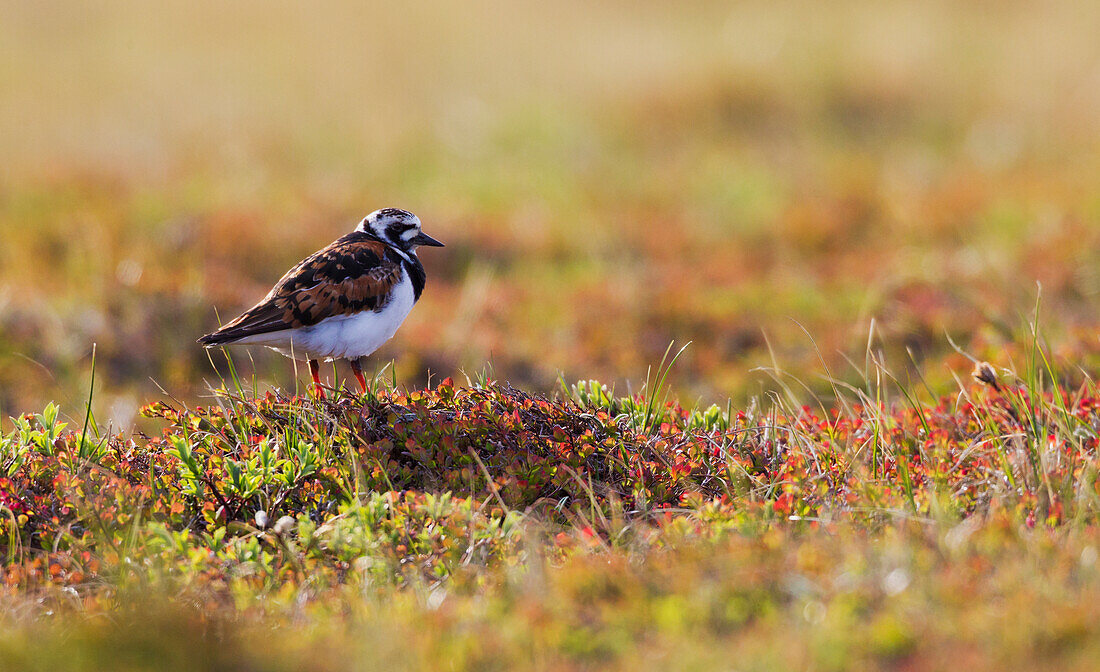 Steinwälzer in der arktischen Tundra