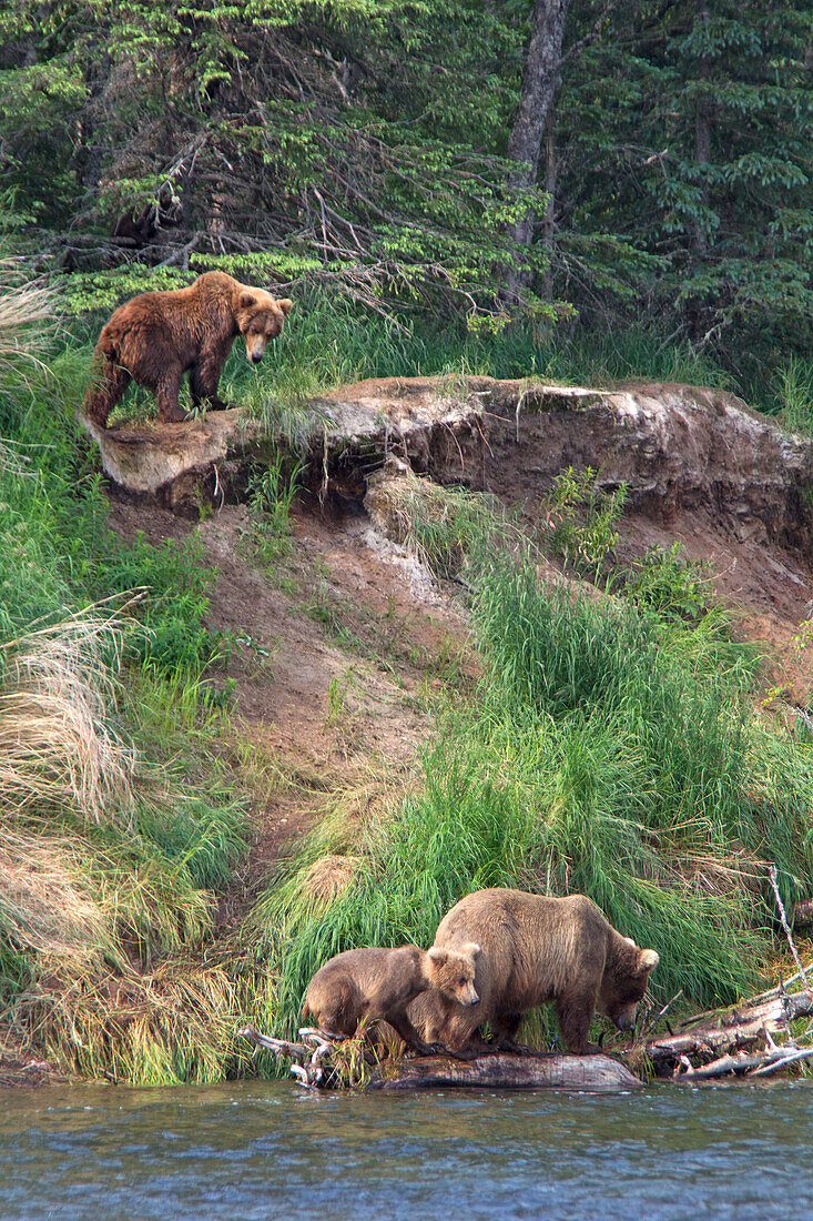 USA, Alaska, Katmai. Grizzly sow and first year cubs on riverbank.