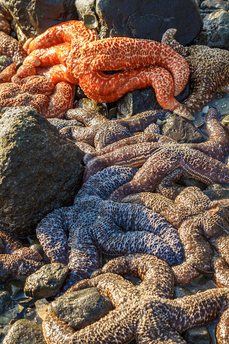 USA, Alaska. Seesterne am Strand bei Ebbe.