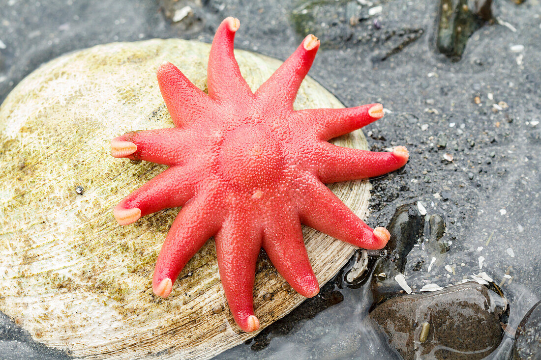 USA, Alaska. Ein roter Sonnenstern auf einer Muschelschale bei Ebbe.