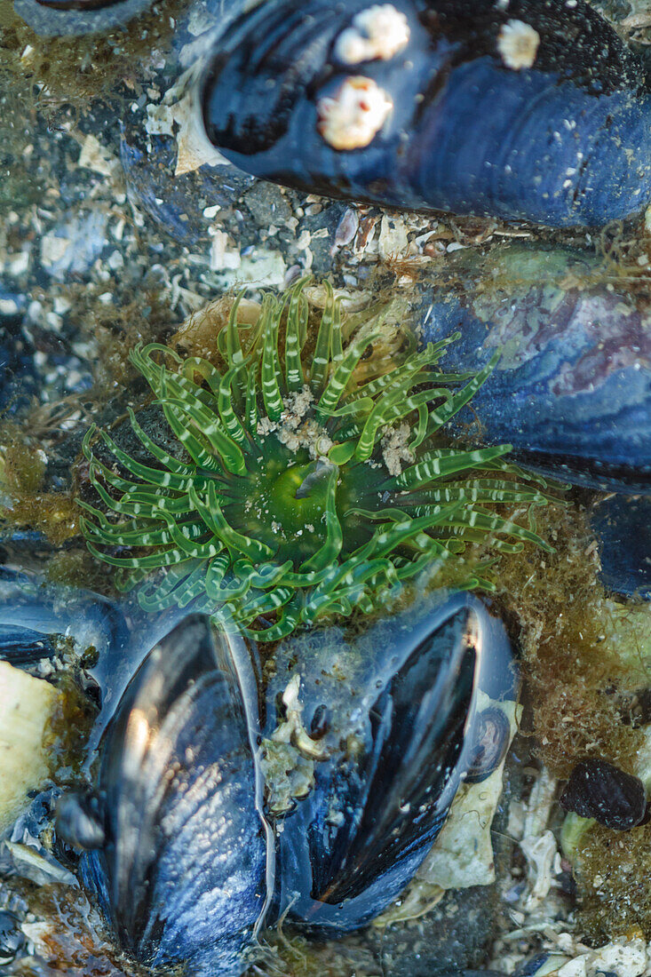 USA, Alaska. Grüne Mondscheinanemone und blaue Muscheln in einem Gezeitentümpel.