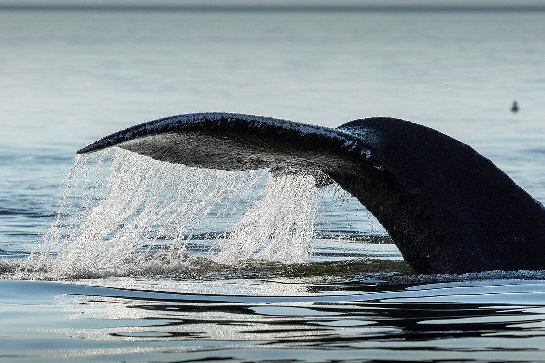 USA, Alaska, Wasserströme aus dem Schwanz eines Buckelwals (Megaptera novaeangliae) beim Schwimmen im Frederick Sound nahe Kupreanof Island