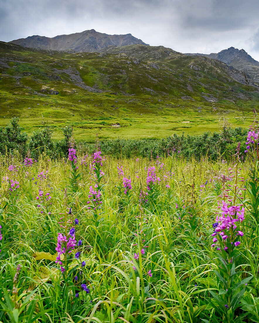 USA, Alaska, Hatchers Pass, fireweed in bloom.