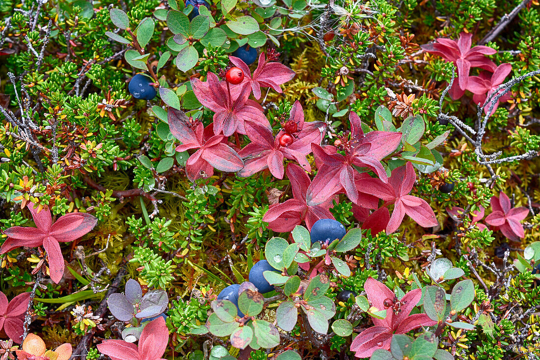 USA, Alaska, Hatchers Pass. Bunch berry and low-bush blueberry.