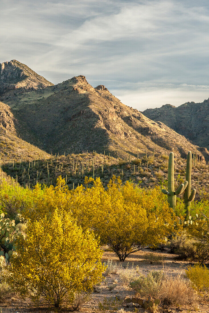 USA, Arizona, Sabino Canyon Recreation Area. Blühende Palo-Verde-Bäume und Saguaro-Kakteen