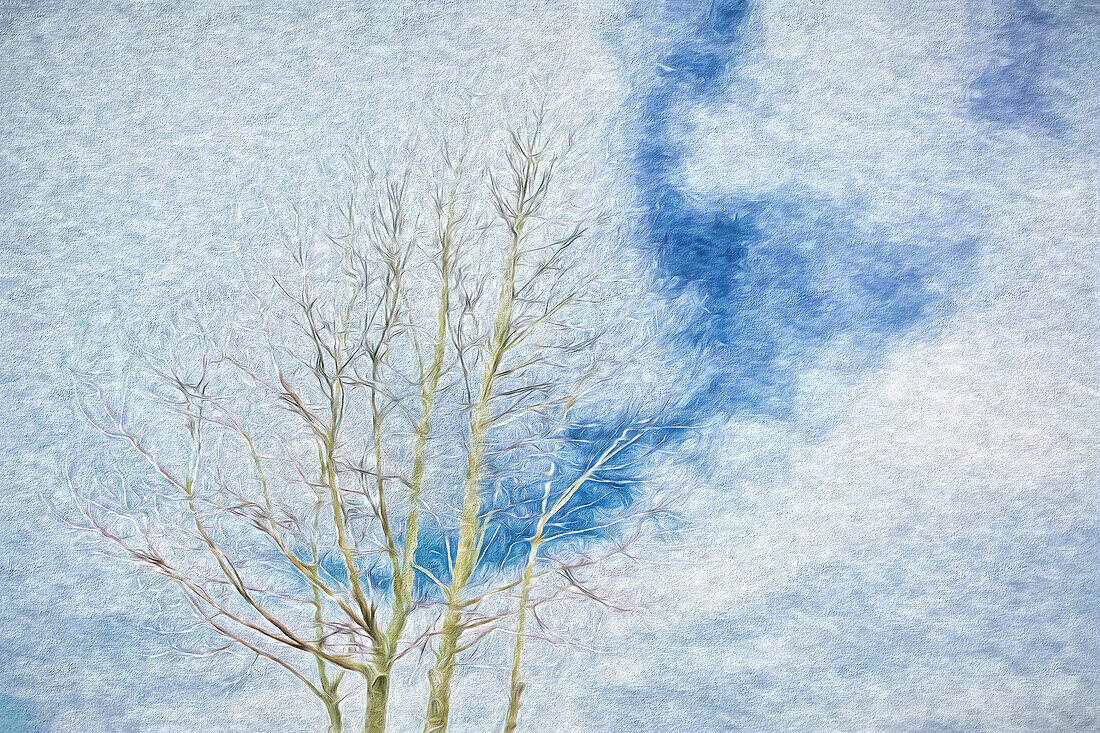 USA, Arizona. Abstraktes Bild eines Aspenbaums im Winter