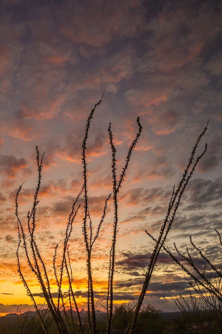 USA, Arizona, Santa Cruz County. Silhouette of ocotillo cactus at sunset