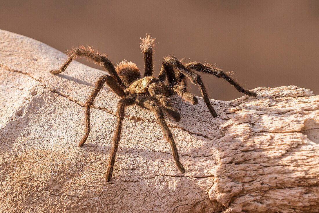 USA, Arizona, Santa Cruz County. Close-up of tarantula