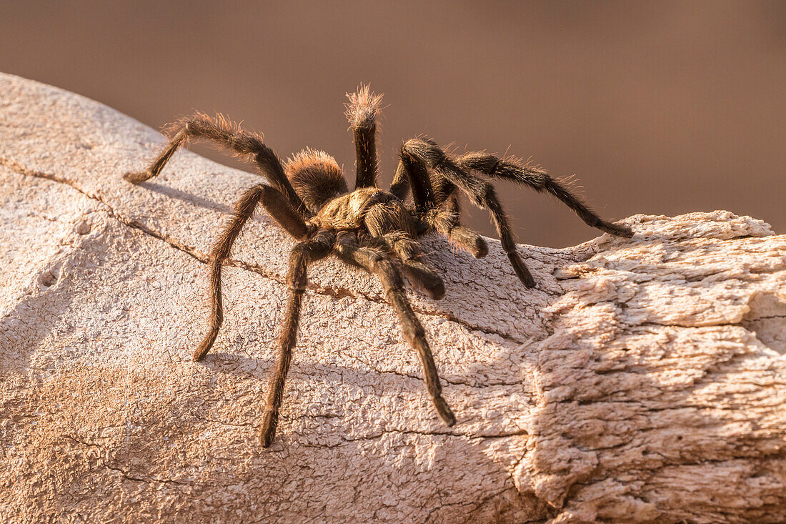 USA, Arizona, Santa Cruz County. Nahaufnahme einer Vogelspinne