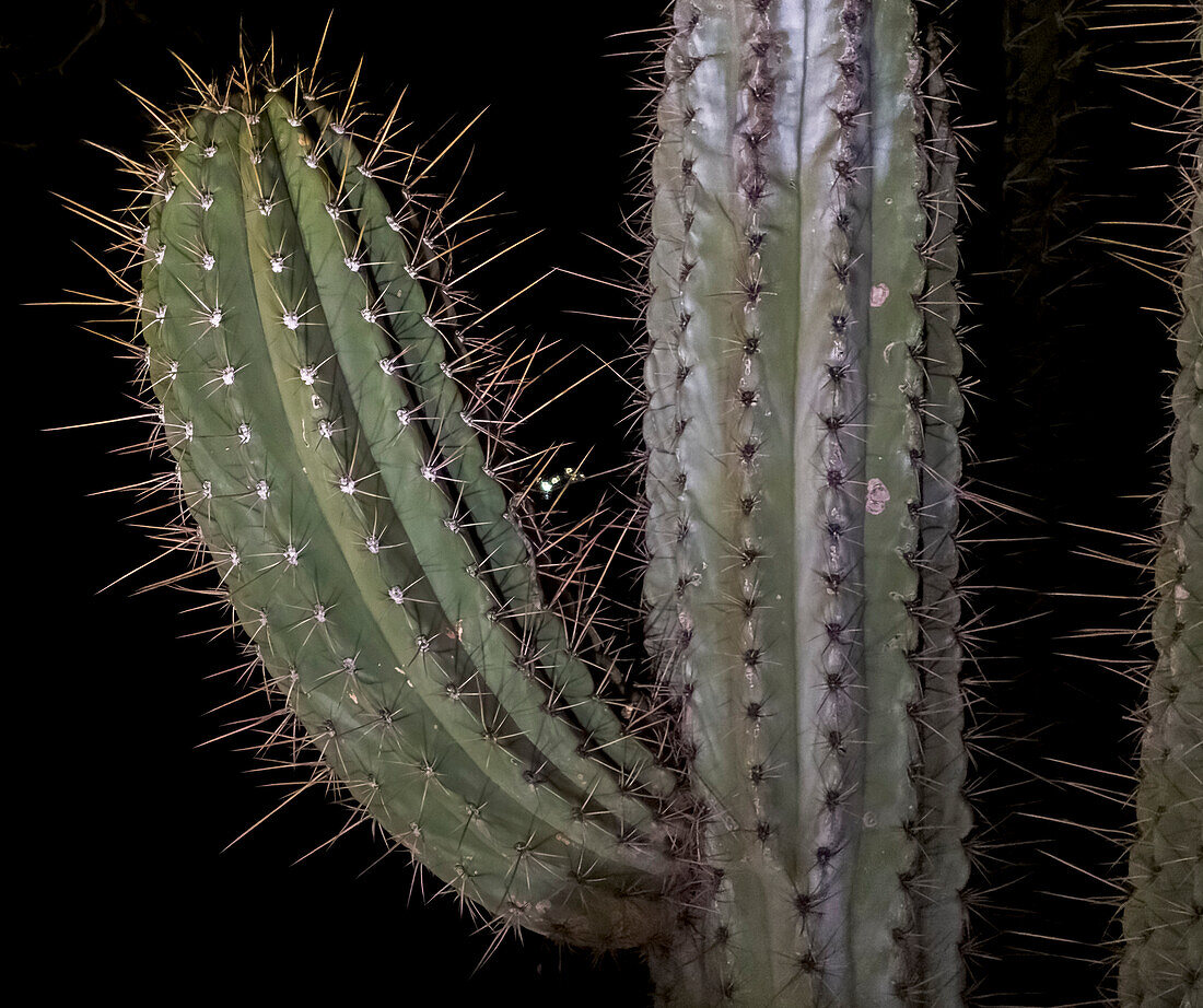 USA, Arizona, Phoenix. Beleuchteter Saguaro-Kaktus bei Nacht