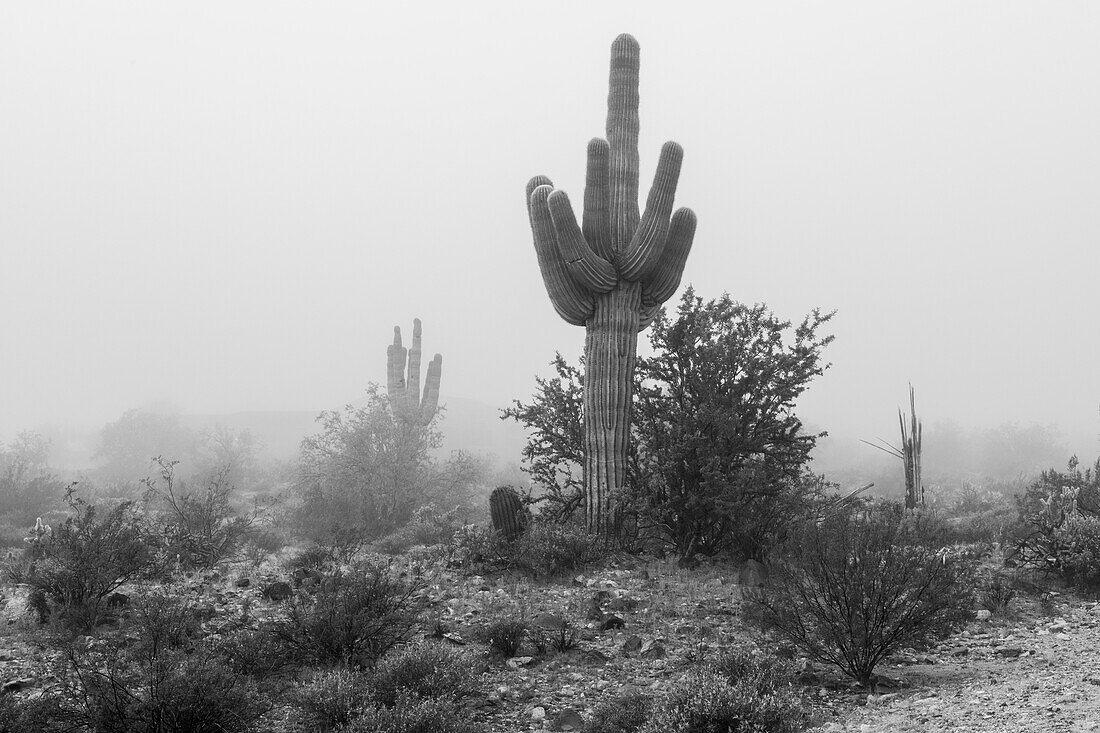 USA, Arizona, Buckeye. Black and white of saguaro cactus in fog