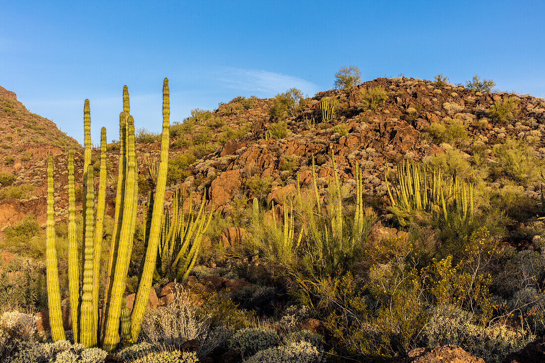 Organ Pipe cactus in Organ Pipe National Monument, Arizona, USA (Large format sizes available)