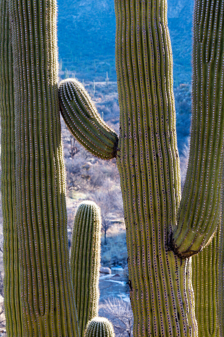 USA, Arizona, Catalina State Park, saguaro cactus, Carnegiea gigantea. Details of a giant saguaro cactus with backlighting detailing the spines.