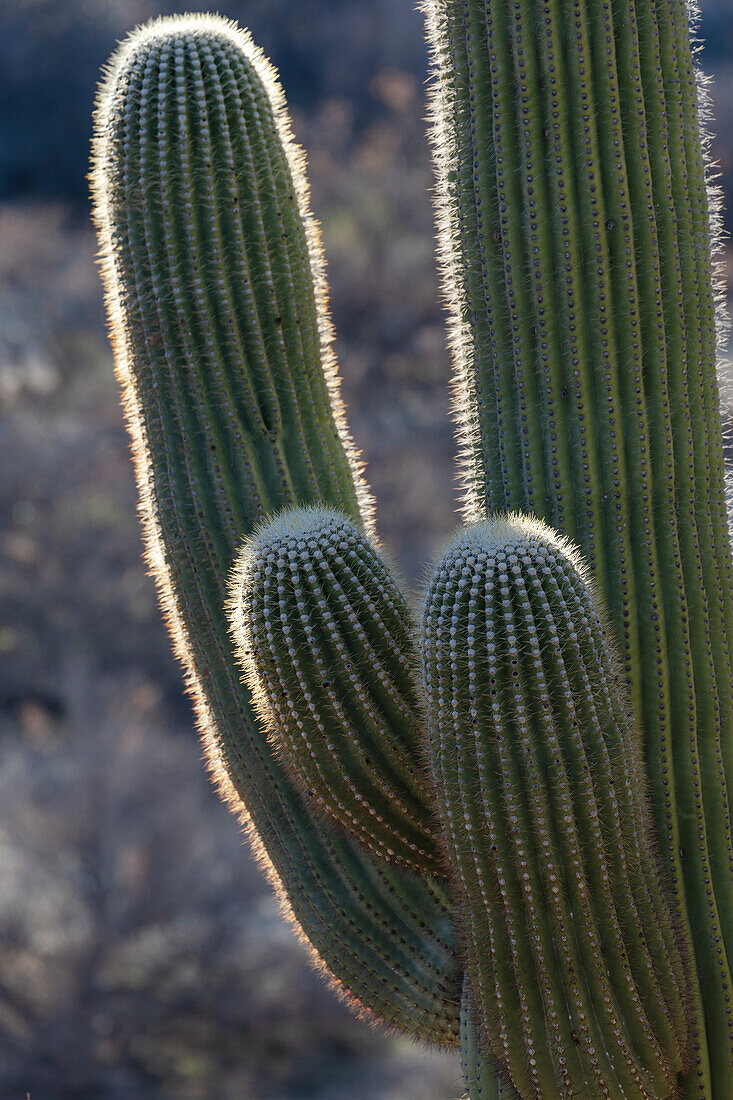 USA, Arizona, Catalina State Park, Saguaro-Kaktus, Carnegiea gigantea. Details eines riesigen Saguaro-Kaktus mit Hintergrundbeleuchtung, die die Stacheln hervorhebt.