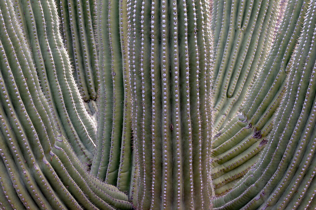 USA, Arizona, Catalina State Park, saguaro cactus, Carnegiea gigantea. The many arms of the saguaro cactus creates an interesting pattern.