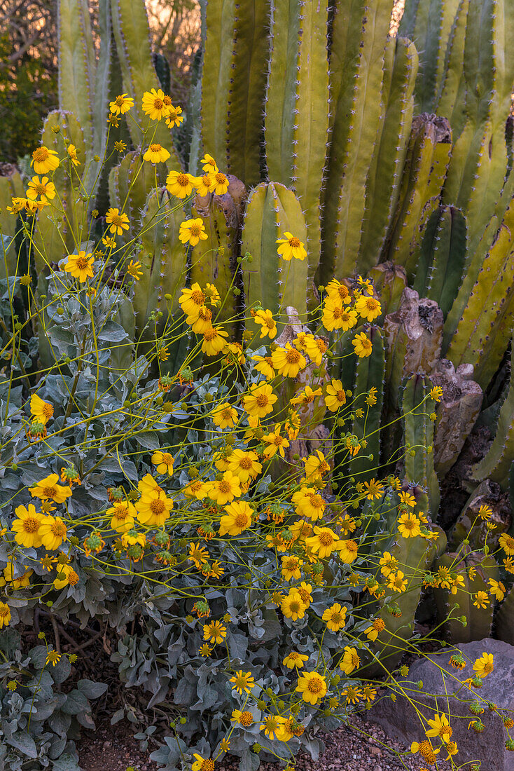 Brittlebush wildflower and Organ Pipe Cactus, Desert Botanical Gardens, Phoenix, Arizona, USA.