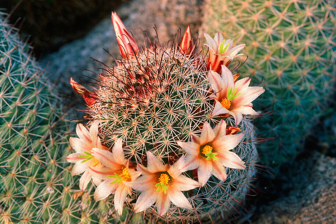 Fishhook cactus (Mammillaria dioica) in bloom, Anza-Borrego Desert State Park, California, USA