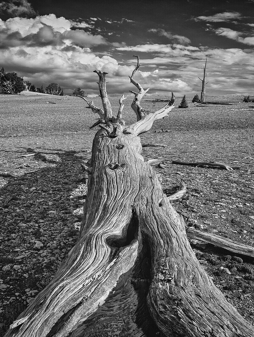 USA, Eastern Sierra, White Mountains, bristlecone pines