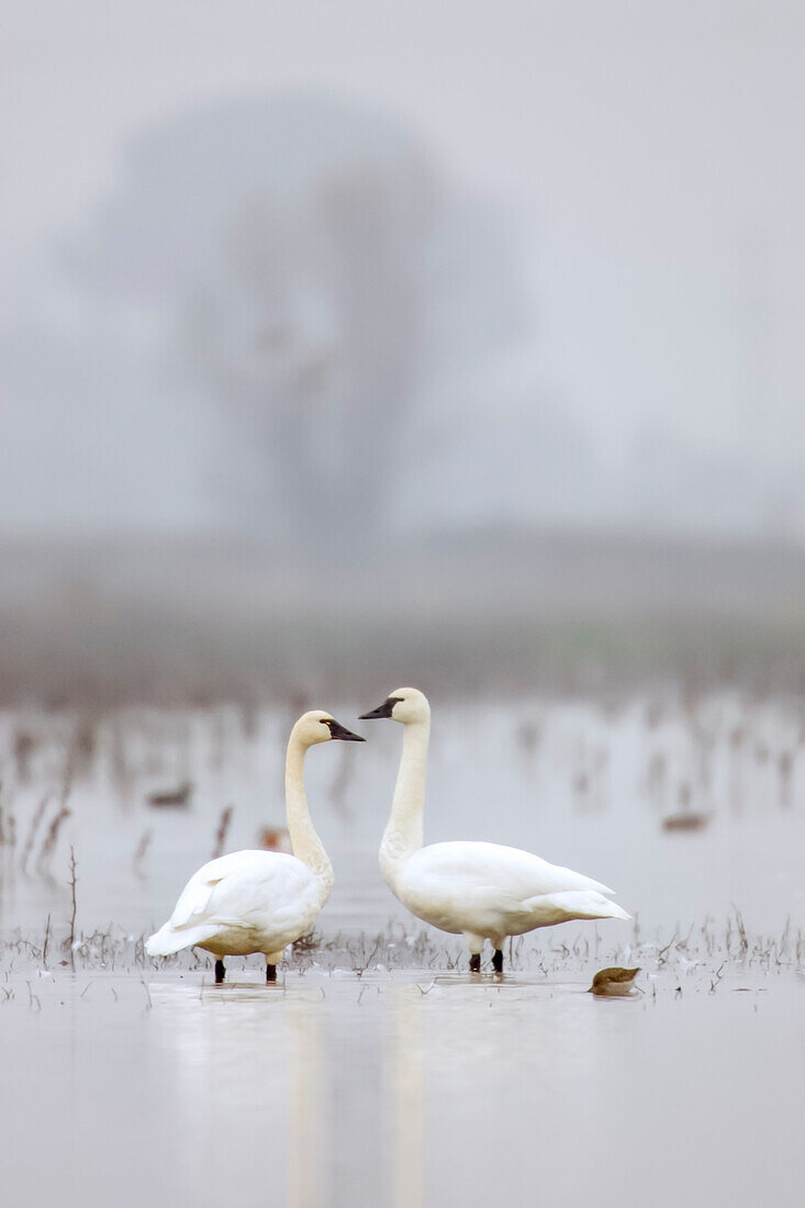 Cosumnes River Schutzgebiet, Kalifornien, USA. Zwei Tundra-Schwäne im Nebel.