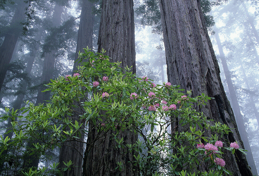 CA, Del Norte Coast Redwoods SP, Wild Rhododendrons with Coast Redwoods