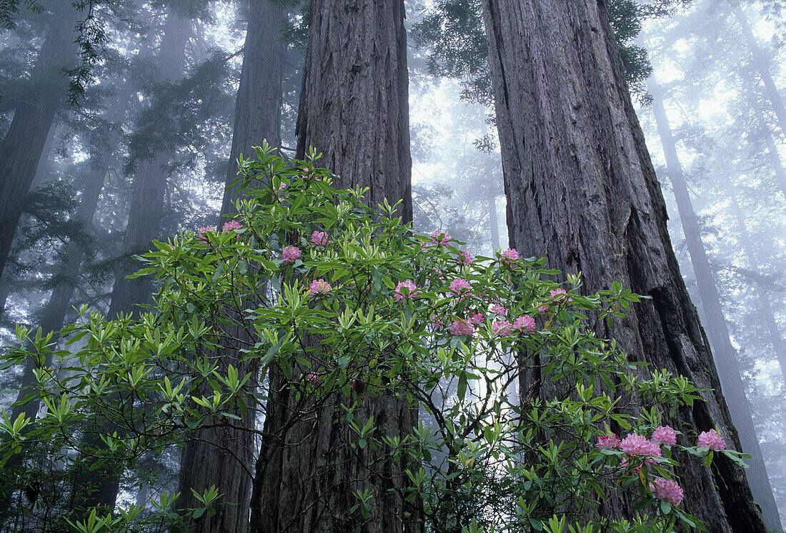 CA, Del Norte Coast Redwoods SP, Wilde Rhododendren mit Küstenmammutbäumen