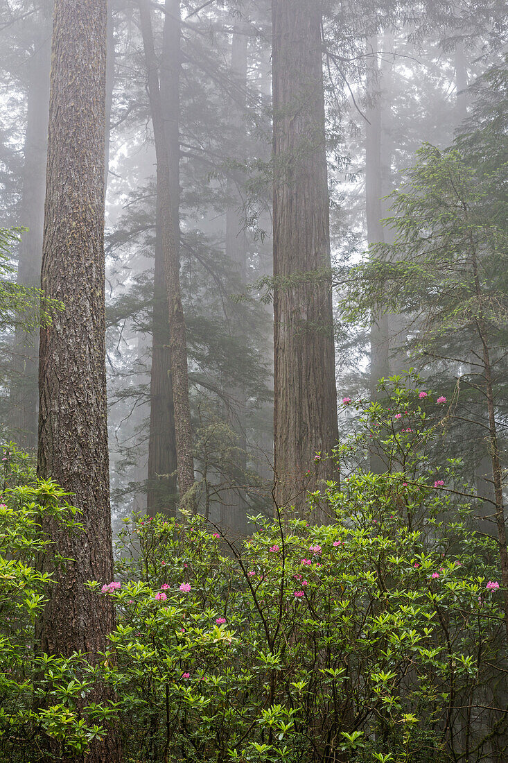 Kalifornien, Del Norte Coast Redwoods State Park, Mammutbäume mit Rhododendren