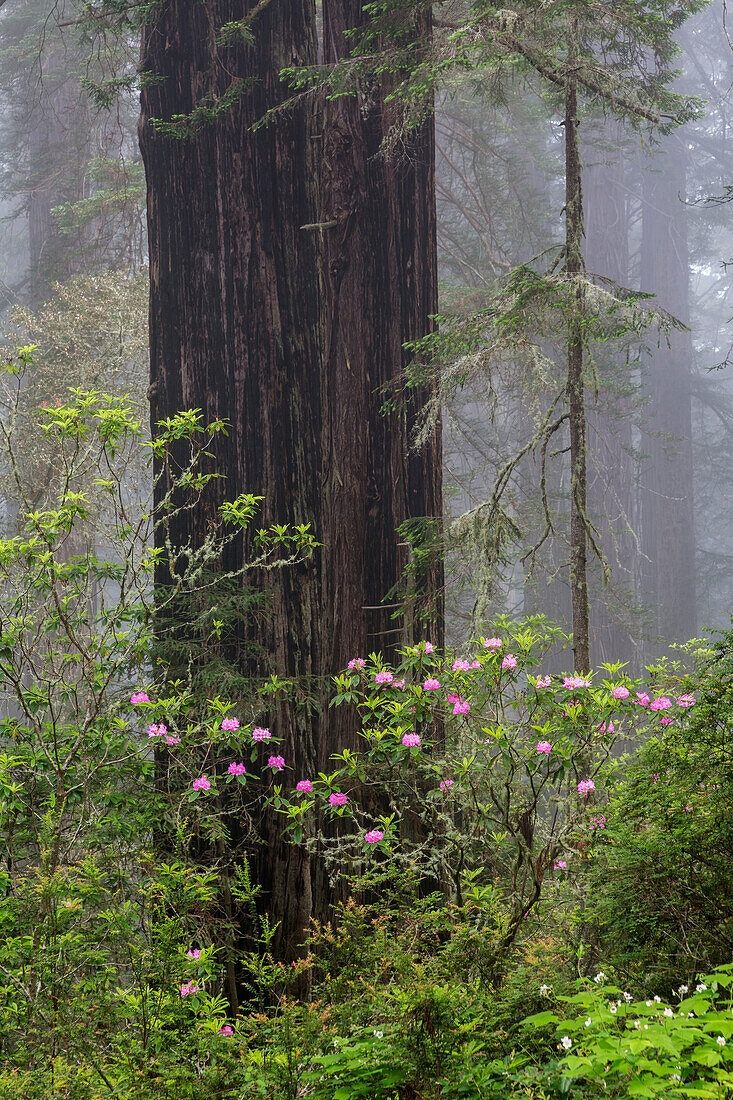 California, Del Norte Coast Redwoods State Park, redwood trees with rhododendrons