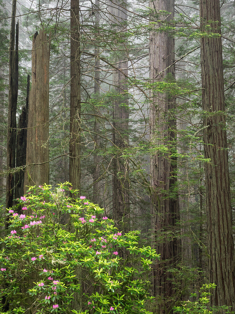 Kalifornien, Del Norte Coast Redwoods State Park, Mammutbäume mit Rhododendren