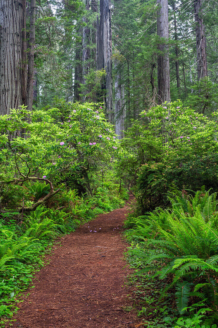 Kalifornien, Del Norte Coast Redwoods State Park, Mammutbäume und Rhododendren am Weg