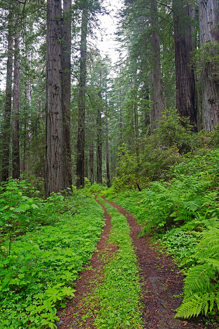 Kalifornien, Del Norte Coast Redwoods State Park, Damnation Creek Trail und Rotholzbäume