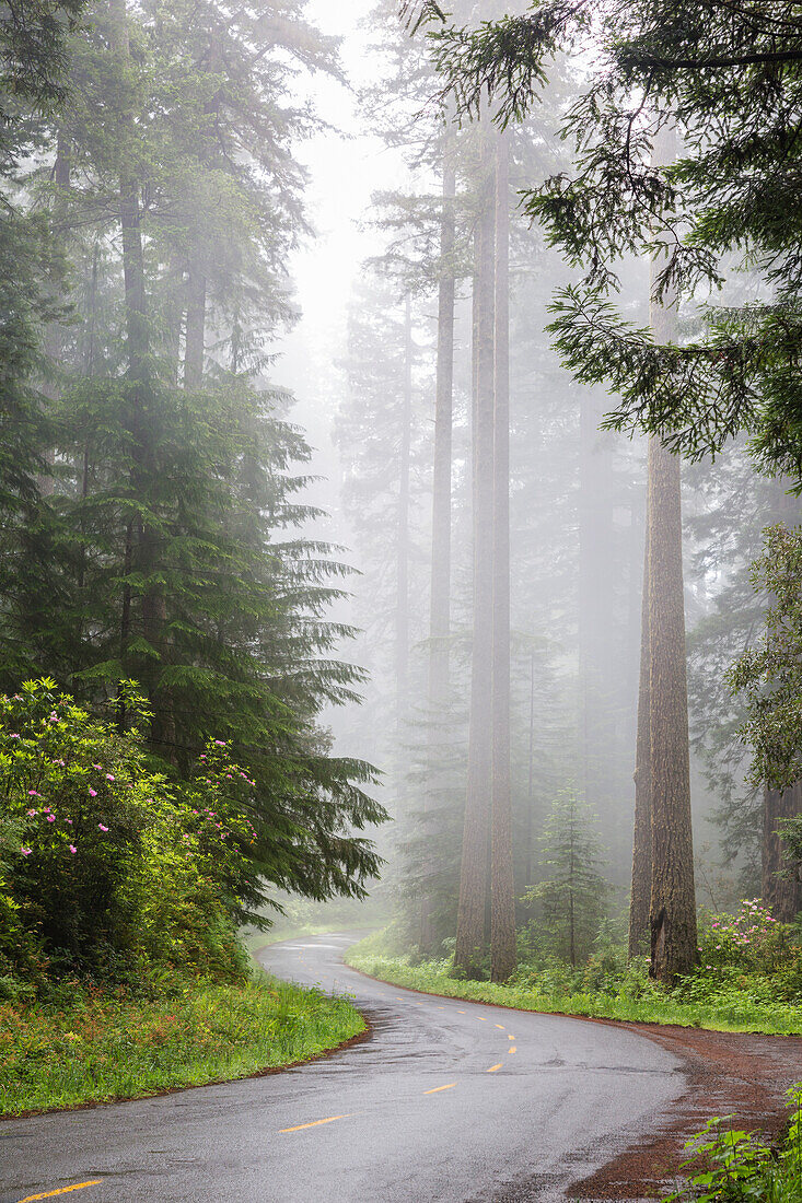 Kalifornien, Redwood National Park, Lady Bird Johnson Grove, Mammutbäume mit Rhododendren entlang der Straße