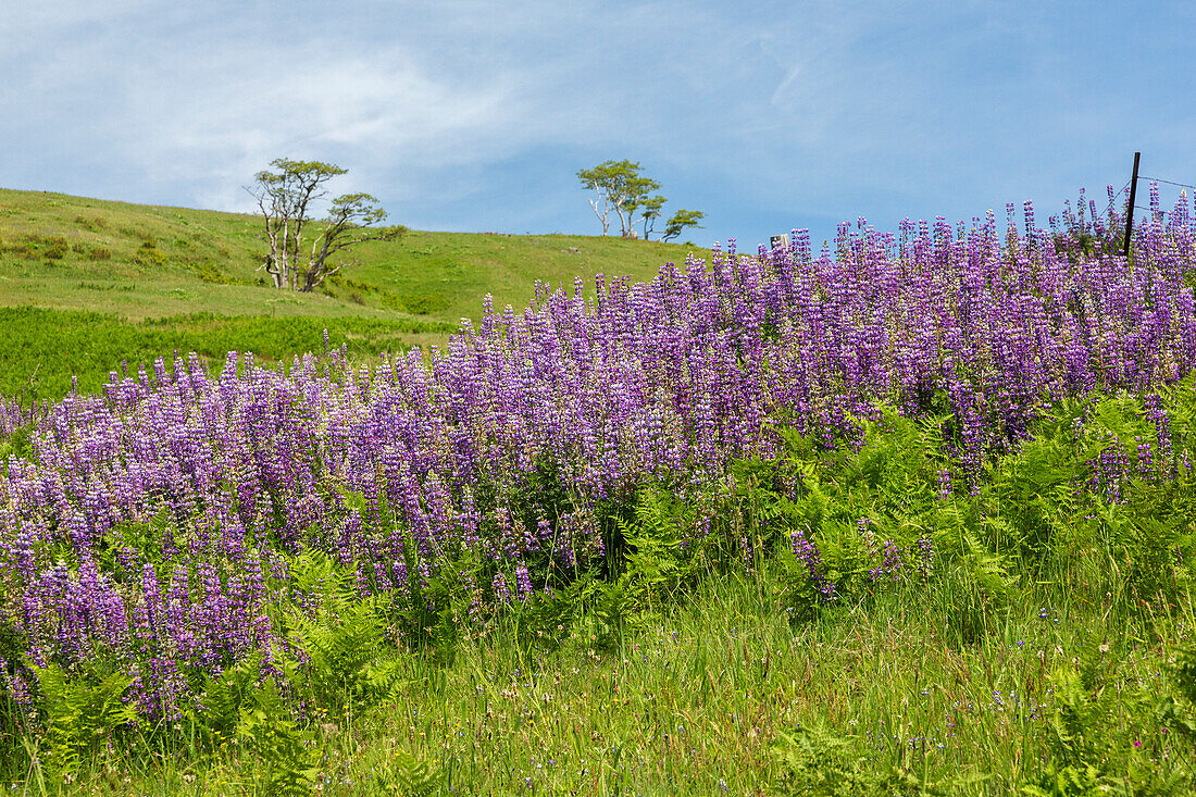 Kalifornien, Redwoods-Nationalpark, Lupinenfeld