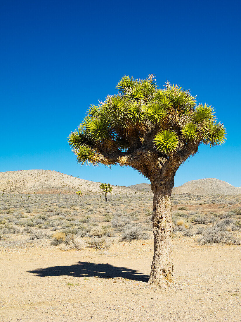 USA, California. Joshua Trees.