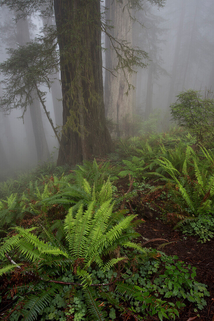 USA, California. Sunlight through the early morning mist with ferns and trees in the redwood forest, Redwood National Park