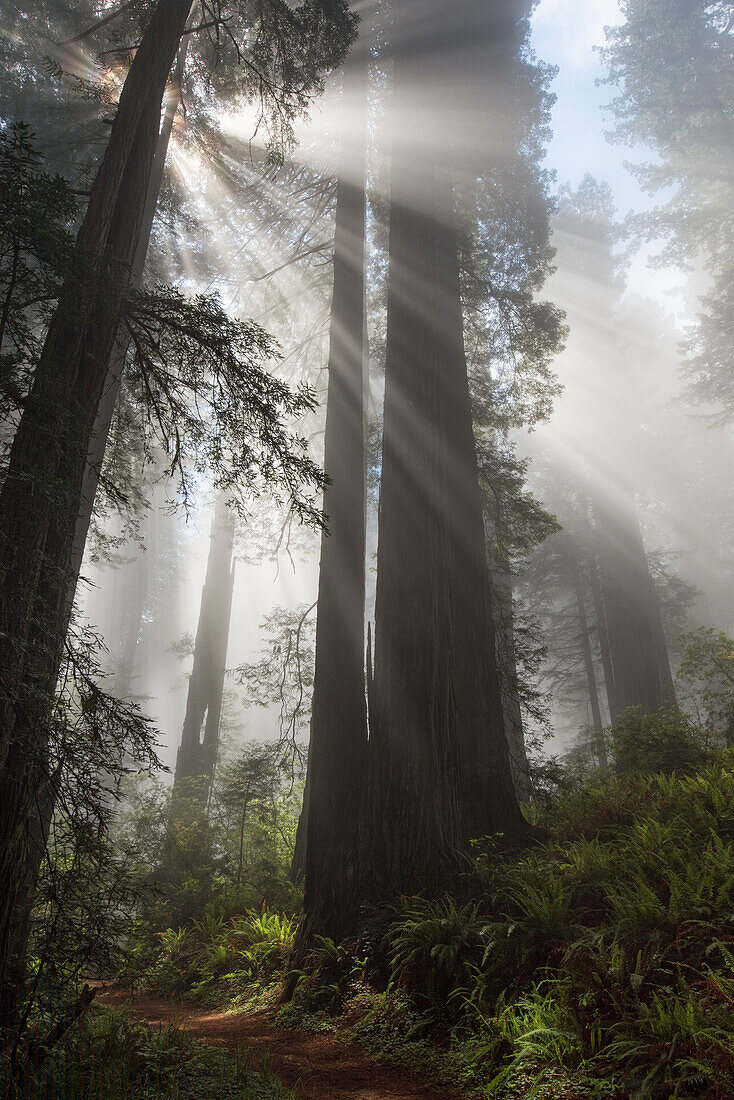 USA, California. Sunlight streaming through high branches in early morning mist, Redwood National Park