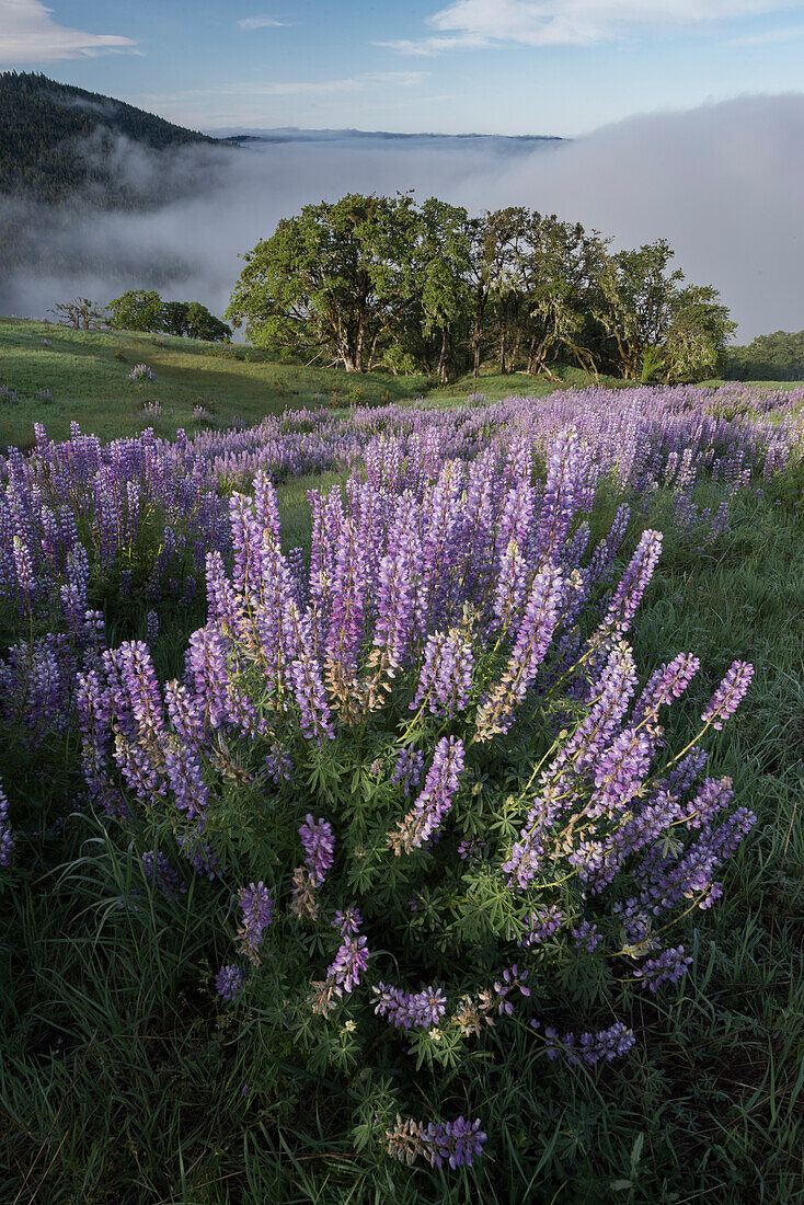 USA, California. View from Bald Hills Road: oak trees, lupine, green hills and fog. Redwood National Park