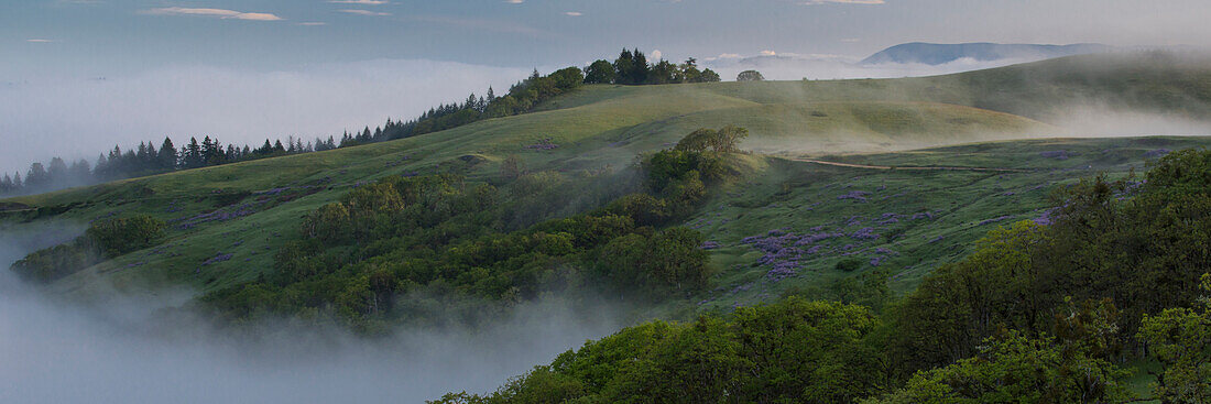 USA, California. View from Bald Hills Road: oak trees, lupine, green hills and fog. Redwood National Park