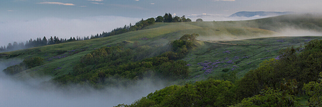 USA, Kalifornien. Blick von der Bald Hills Road: Eichen, Lupinen, grüne Hügel und Nebel. Redwood-Nationalpark