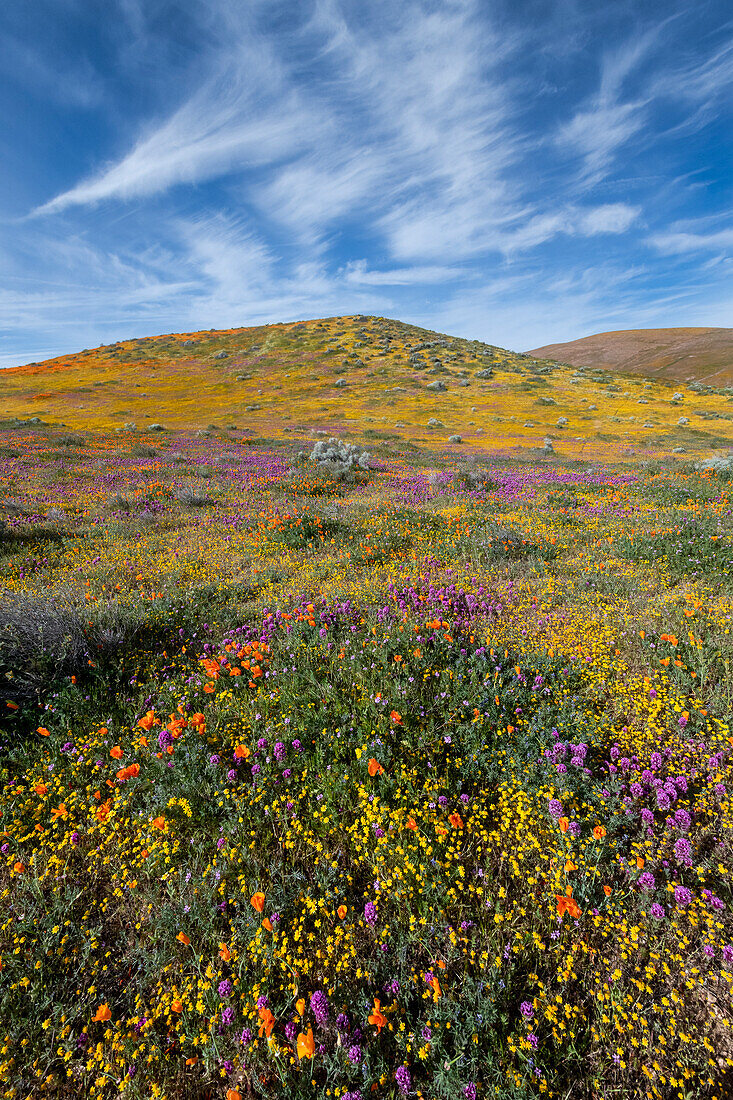 USA, California. Fields of California Poppy, Goldfields, Owl's Clover with clouds, Antelope Valley, California Poppy Reserve.