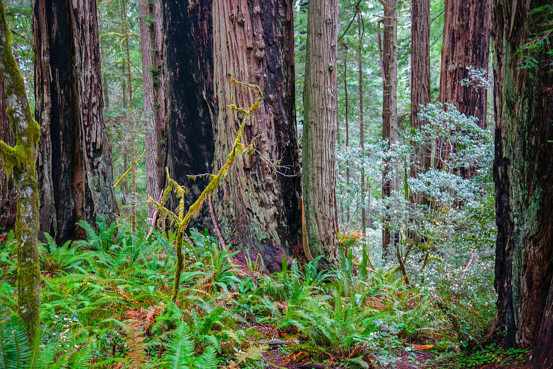 Ein Hain aus riesigen Redwoods im Lady Bird Johnson Grove des Redwood National Park