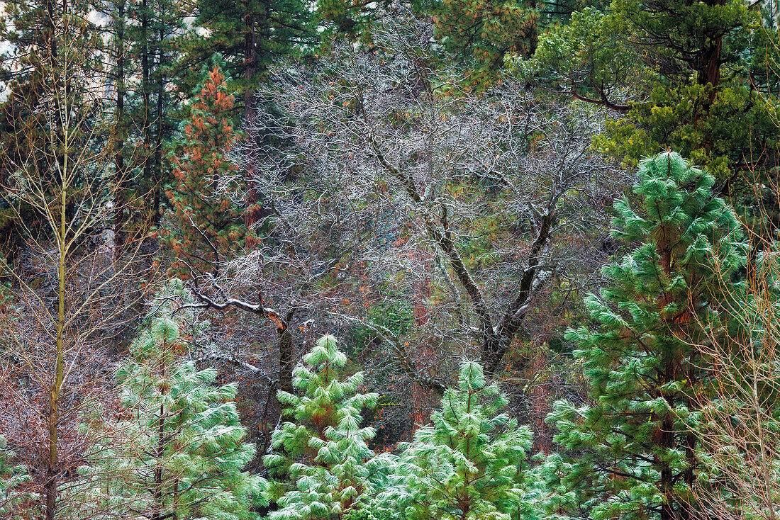 Mischwald im Winter, Yosemite-Tal, Yosemite-Nationalpark, Kalifornien, USA