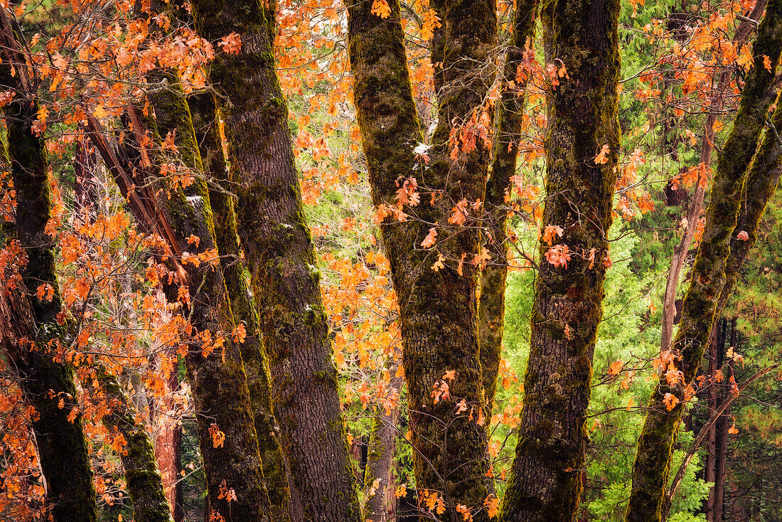 Black oaks in winter, Yosemite Valley, Yosemite National Park, California, USA