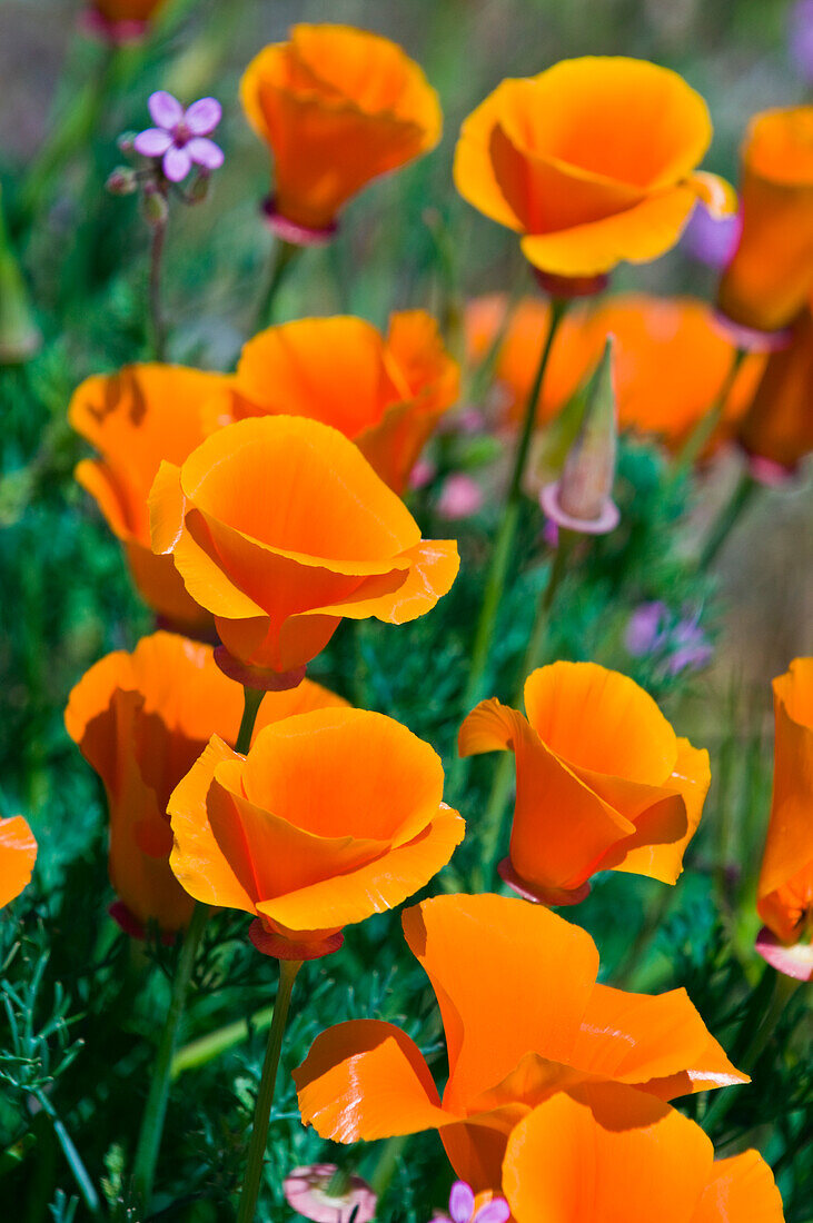 California Poppies (Eschscholzia californica), Antelope Valley, California, USA