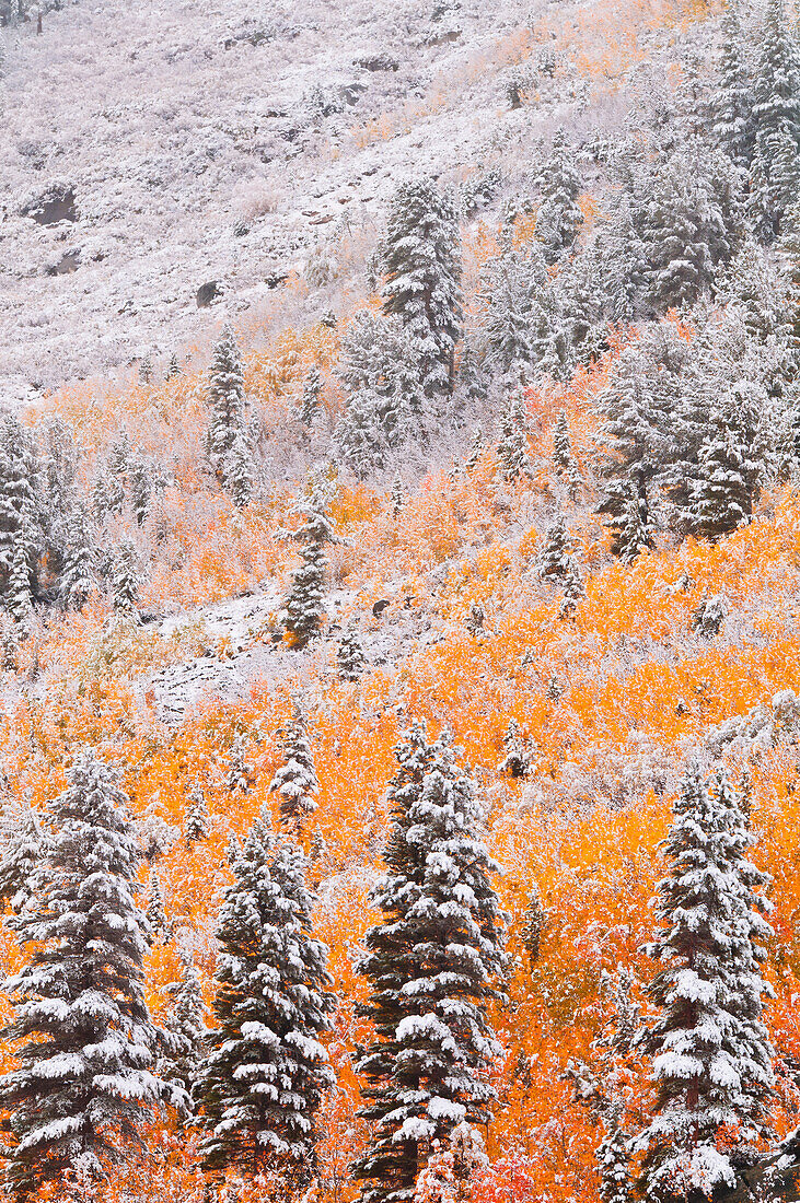 Neuschnee auf Espen und Kiefern entlang des Bishop Creek, Inyo National Forest, Sierra Nevada Mountains, Kalifornien, USA