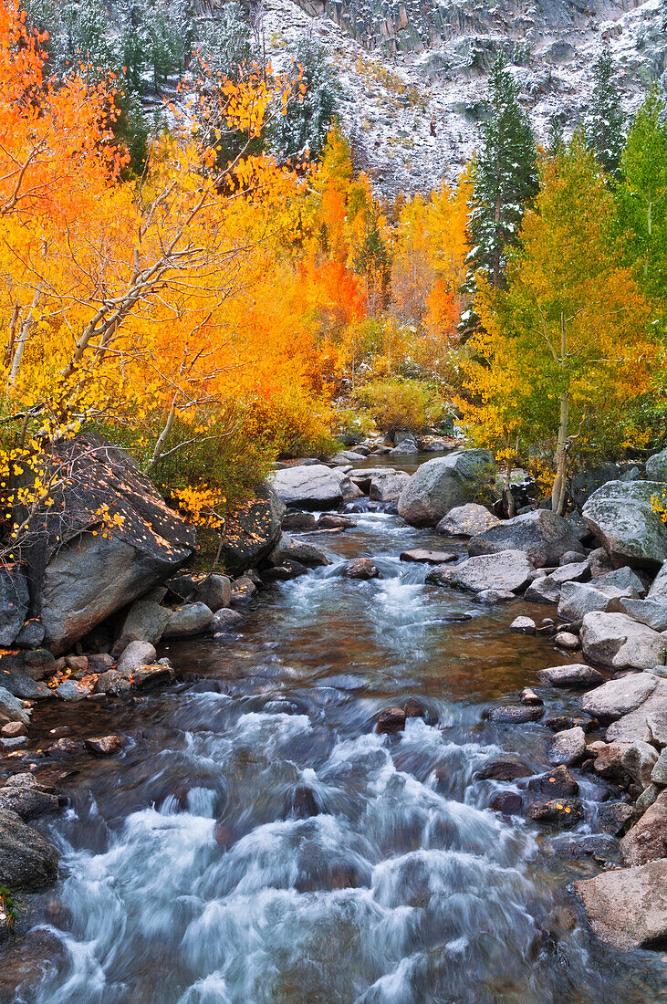 Herbstfarben entlang des Bishop Creek, Inyo National Forest, Sierra Nevada Mountains, Kalifornien, USA