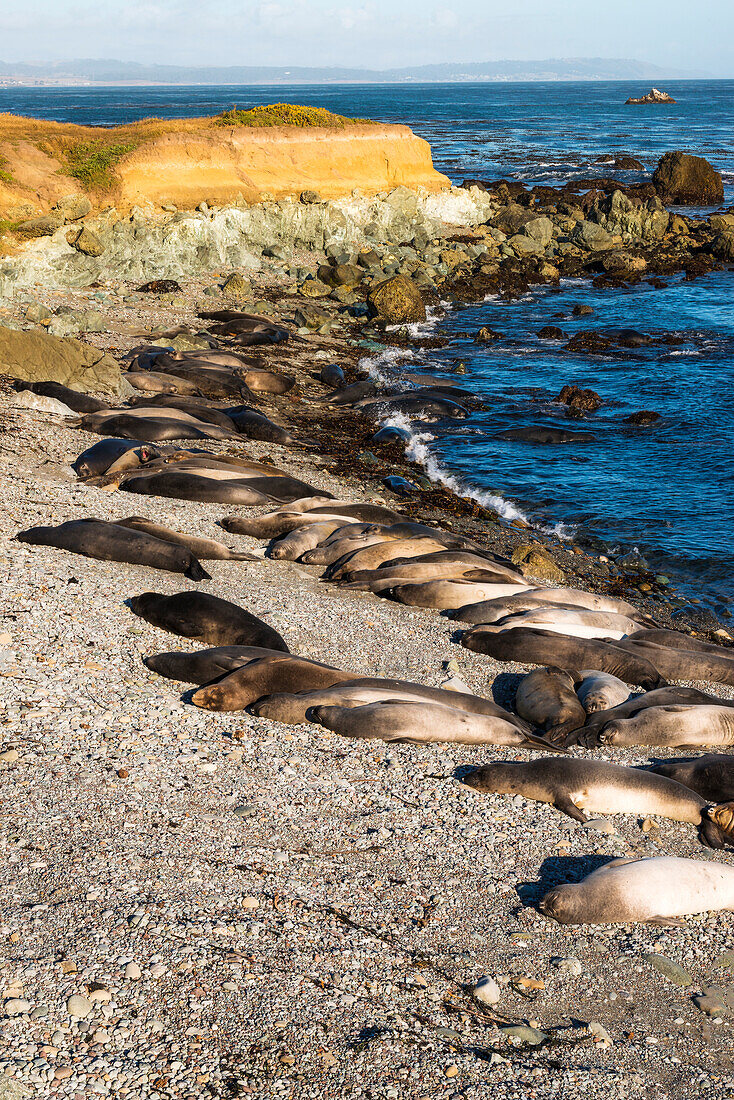 Northern elephant seals at Piedras Blancas elephant seal rookery, San Simeon, California, USA