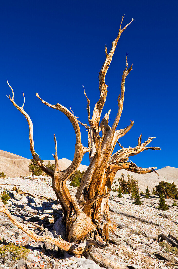 Alte Bristlecone-Kiefern (Pinus longaeva) im Patriarch-Hain, Alter Bristlecone-Kiefernwald, White Mountains, Kalifornien, USA